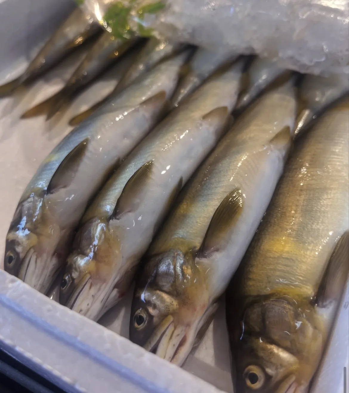 毎日仕入れる新鮮な魚